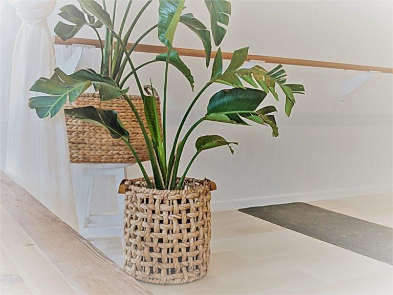 haven yoga barre pilates sunshine coast studio plant